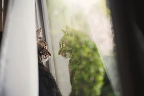 Cat image