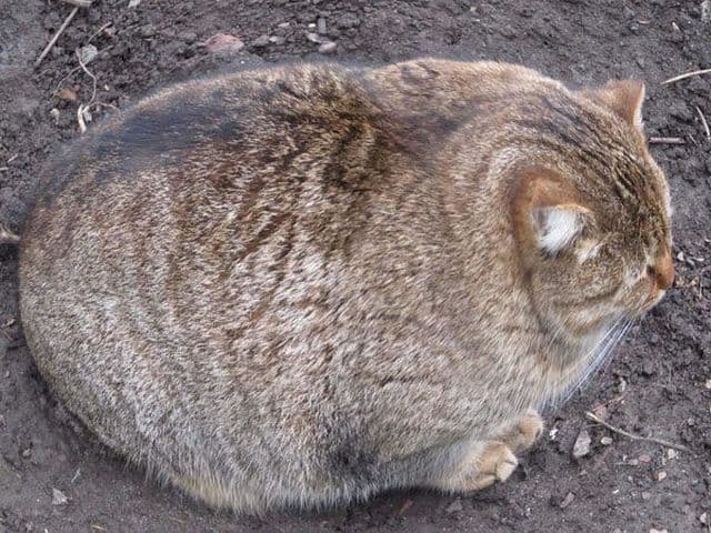 Cat image