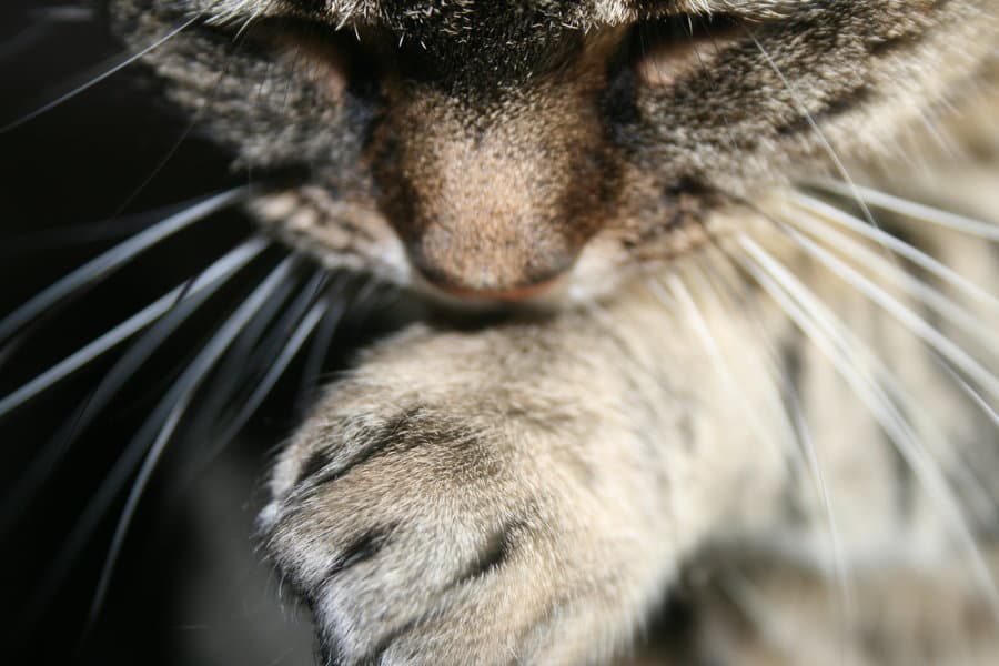 Cat image