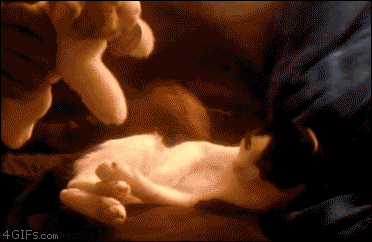 Cat image