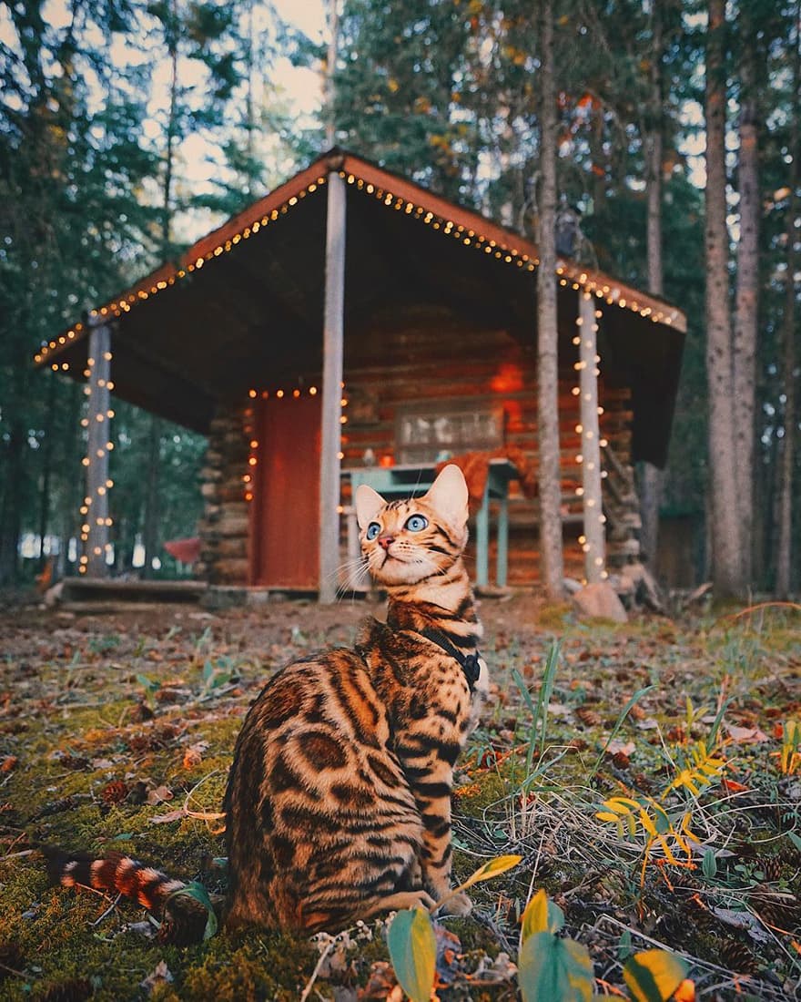 Cat image