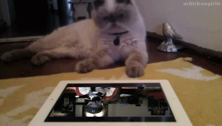 Cat image