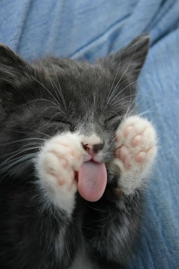 Cat image