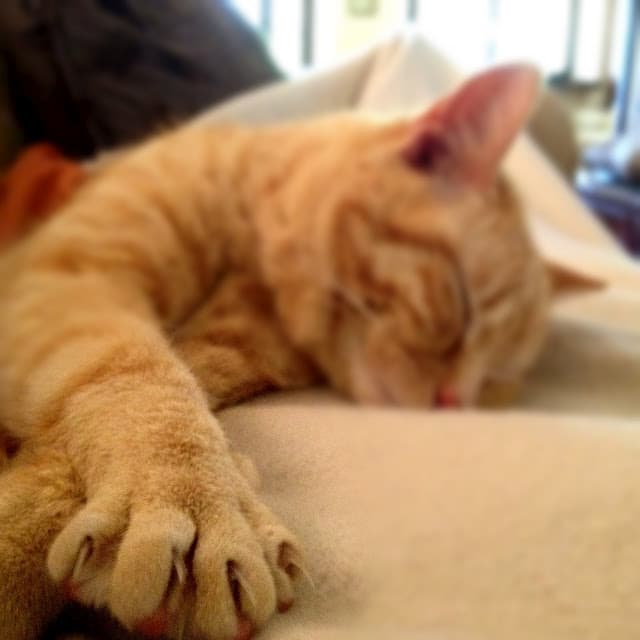 Cat image