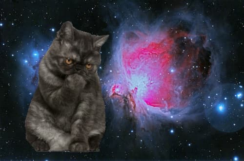 Cat image