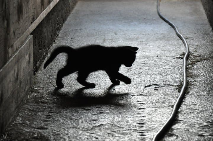 Cat image