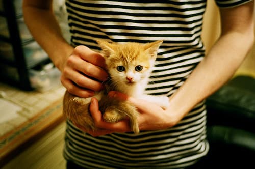 Cat image