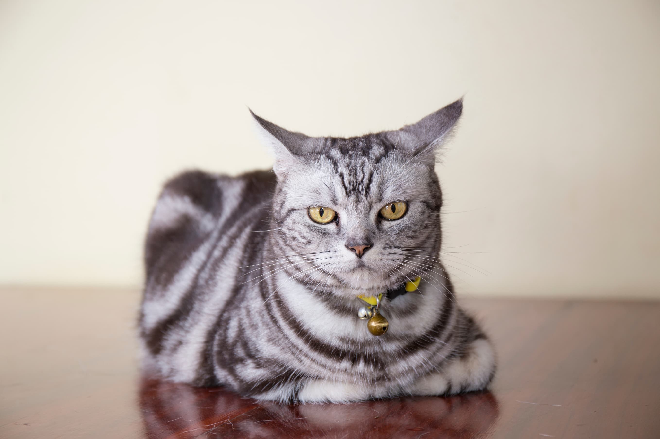 Cat image