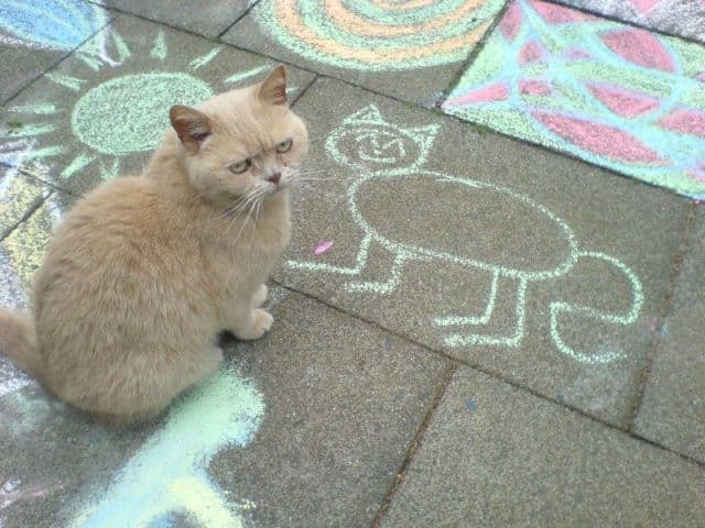 Cat image