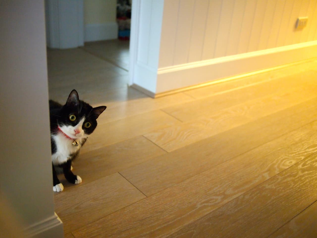 Cat image