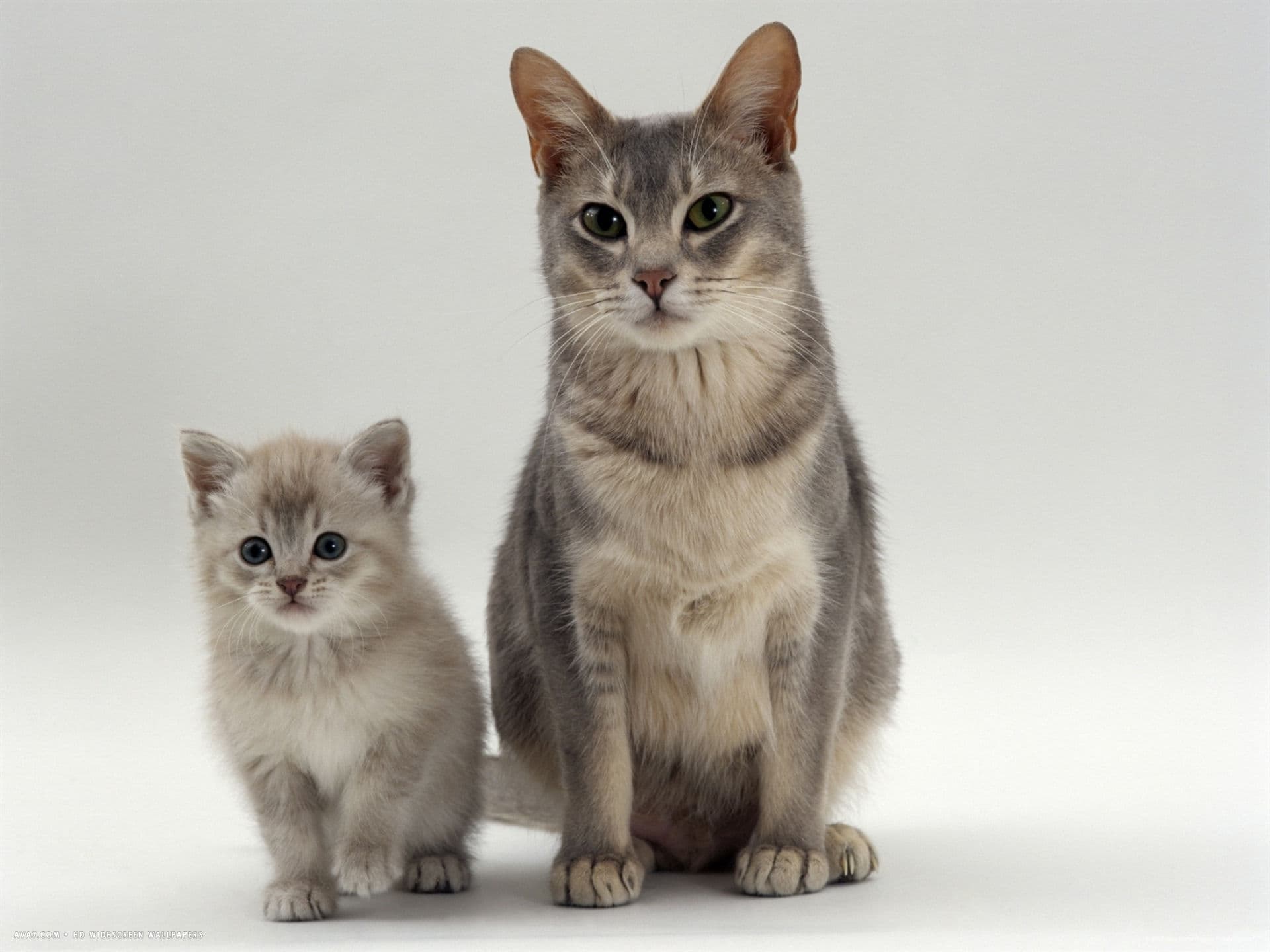 Cat image