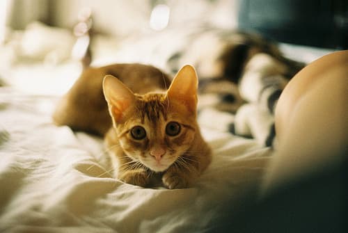 Cat image