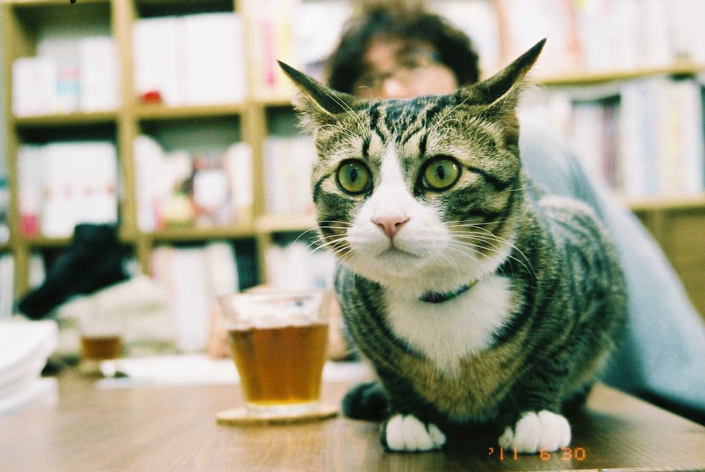 Cat image