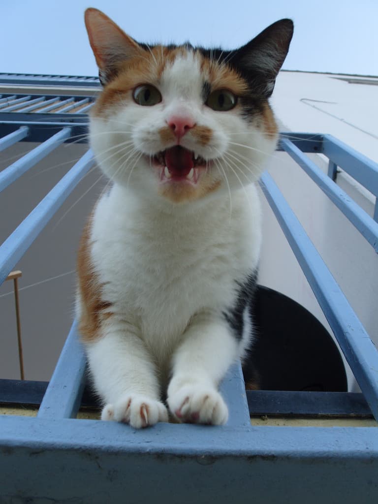 Cat image