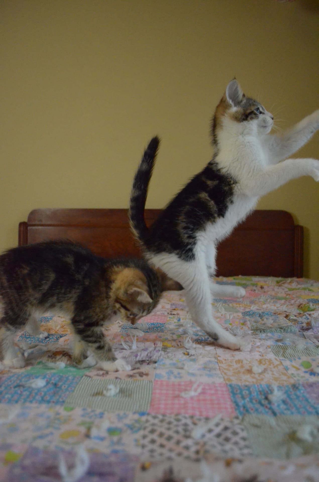 Cat image