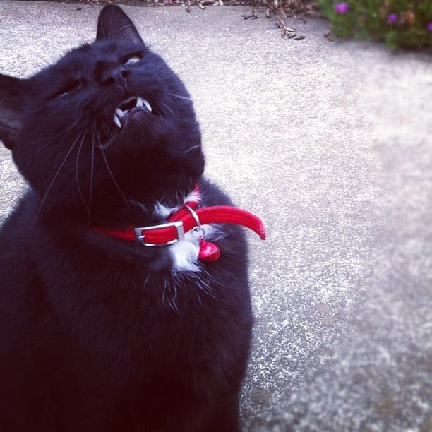 Cat image
