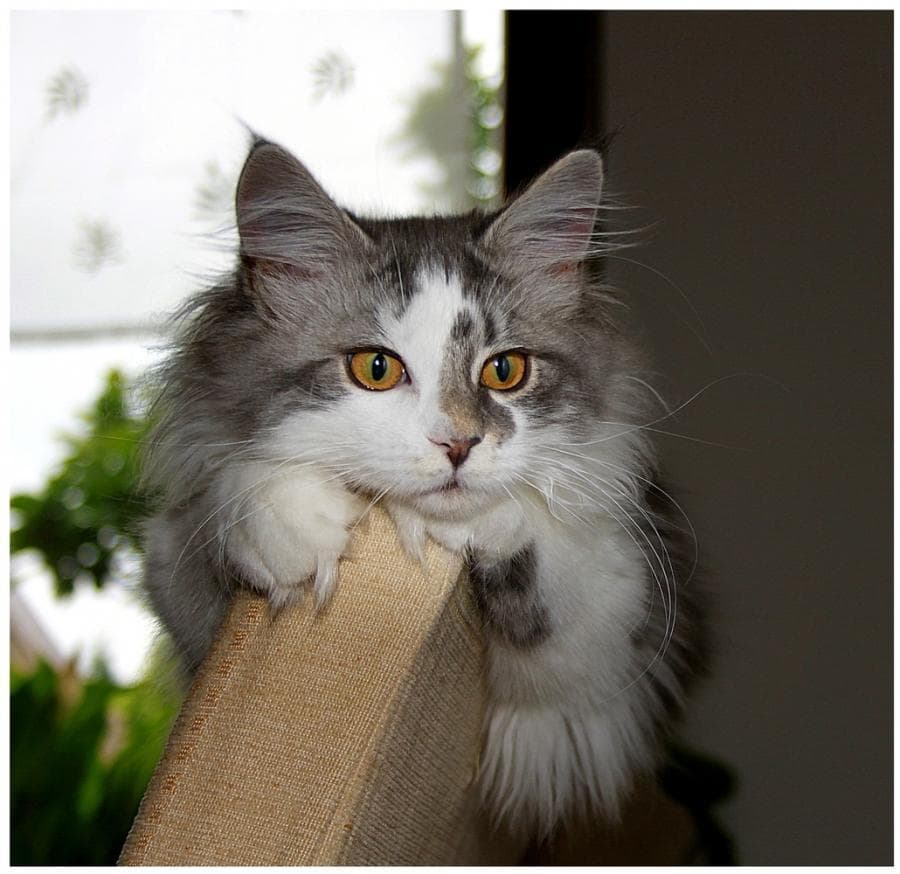 Cat image