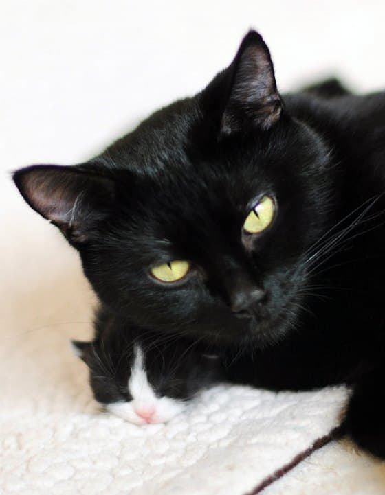 Cat image