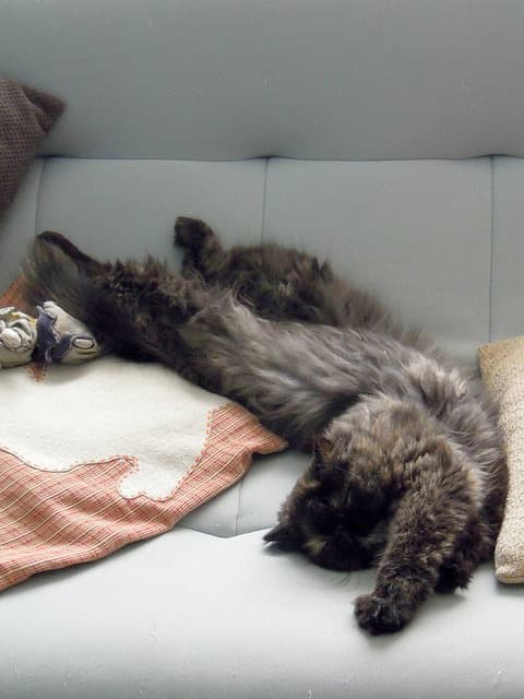 Cat image