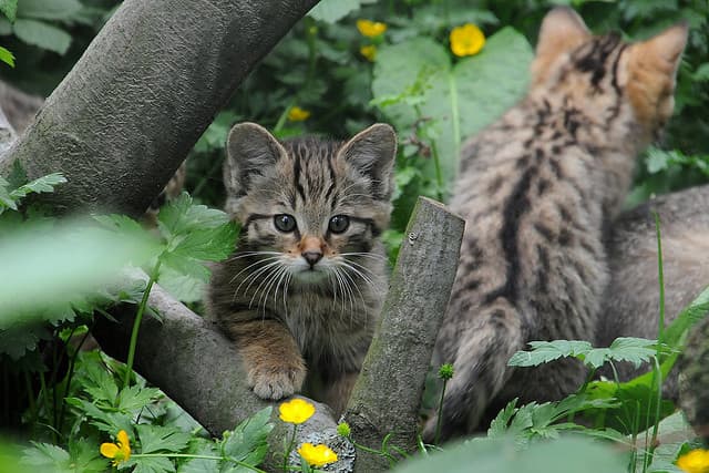 Cat image