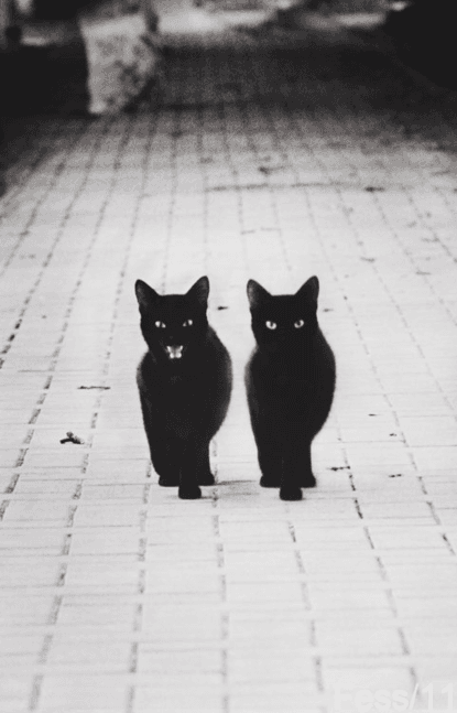 Cat image