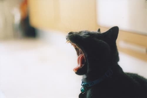 Cat image