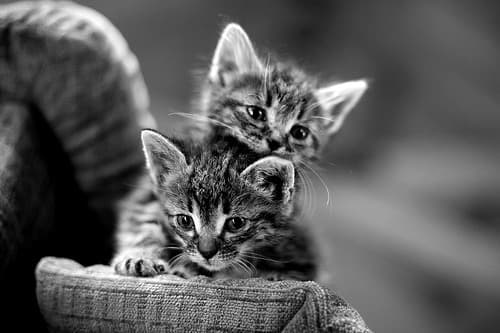 Cat image
