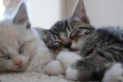 Cat image