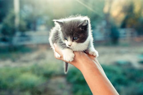Cat image