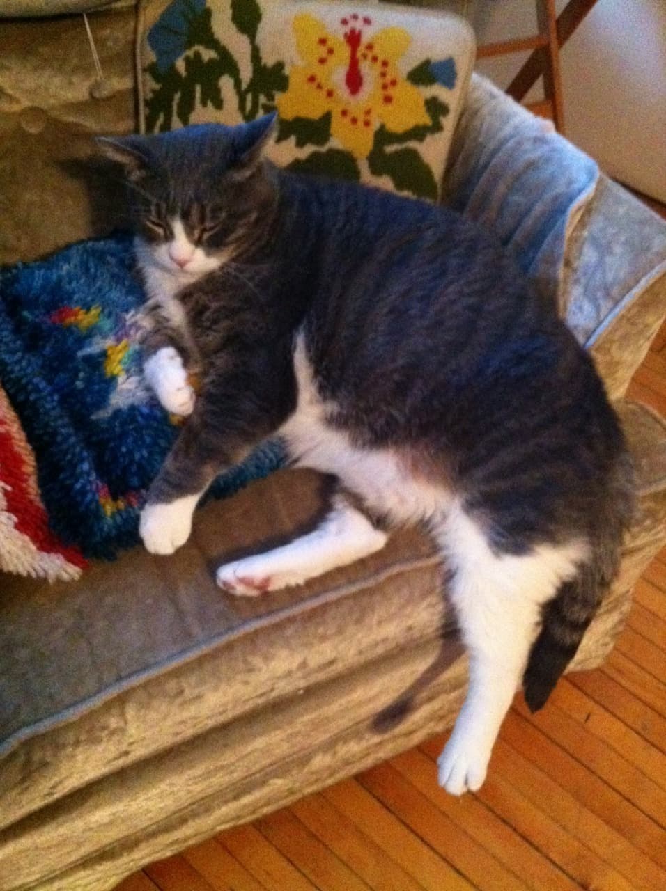 Cat image