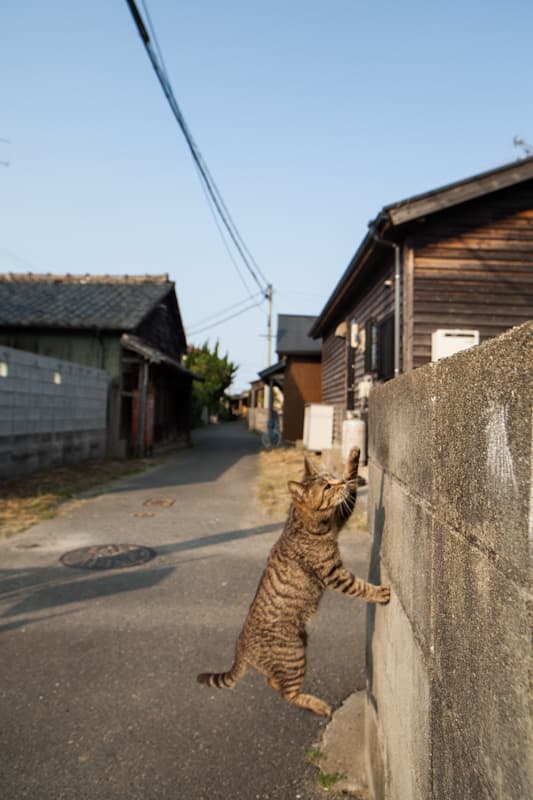 Cat image