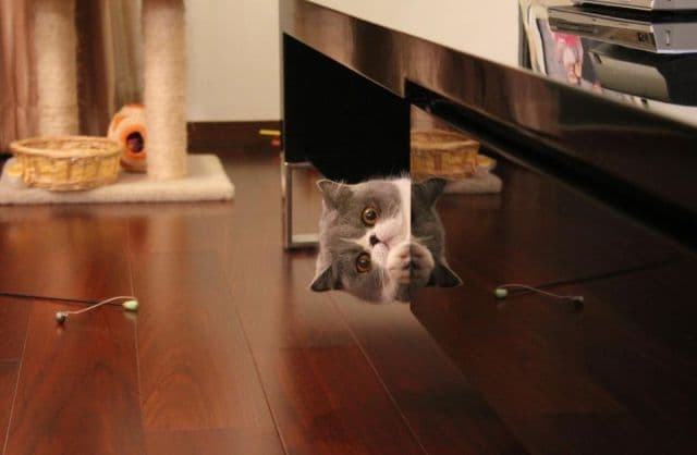 Cat image