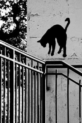 Cat image