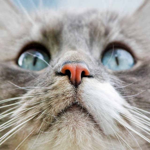 Cat image