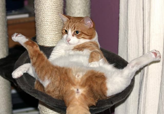 Cat image