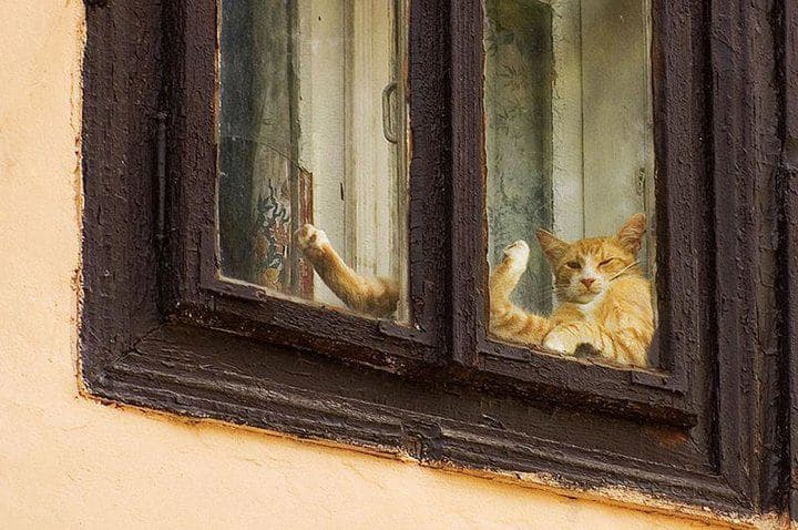 Cat image