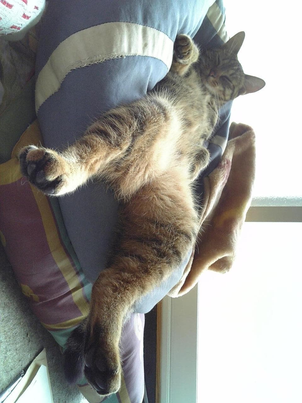 Cat image