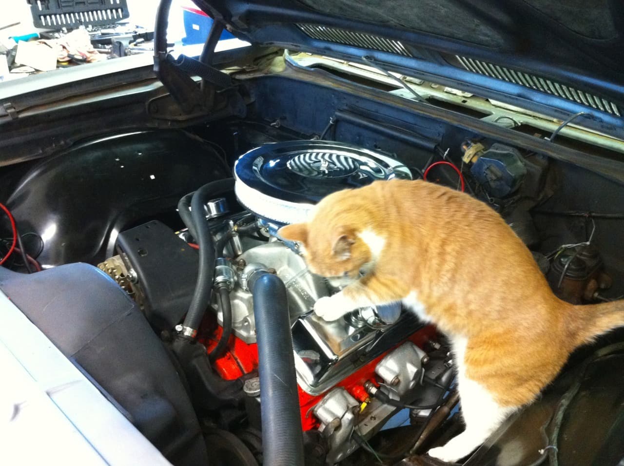 Cat image