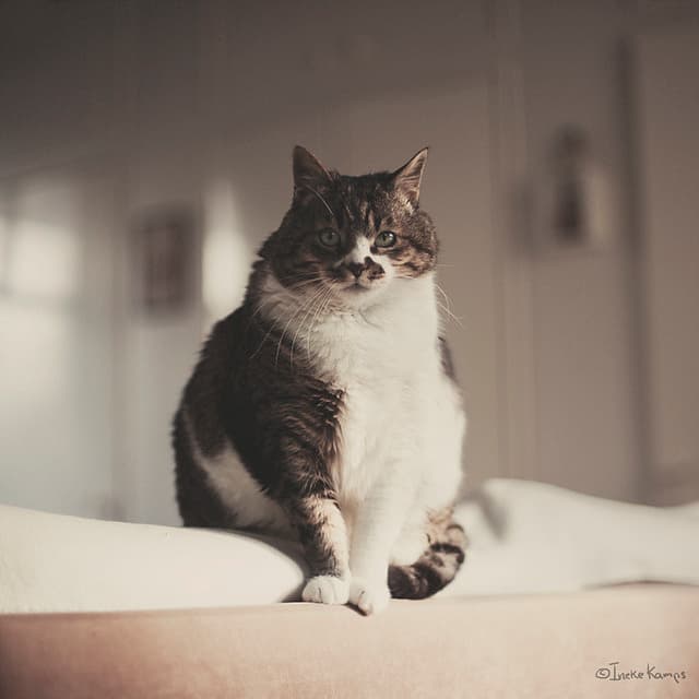 Cat image