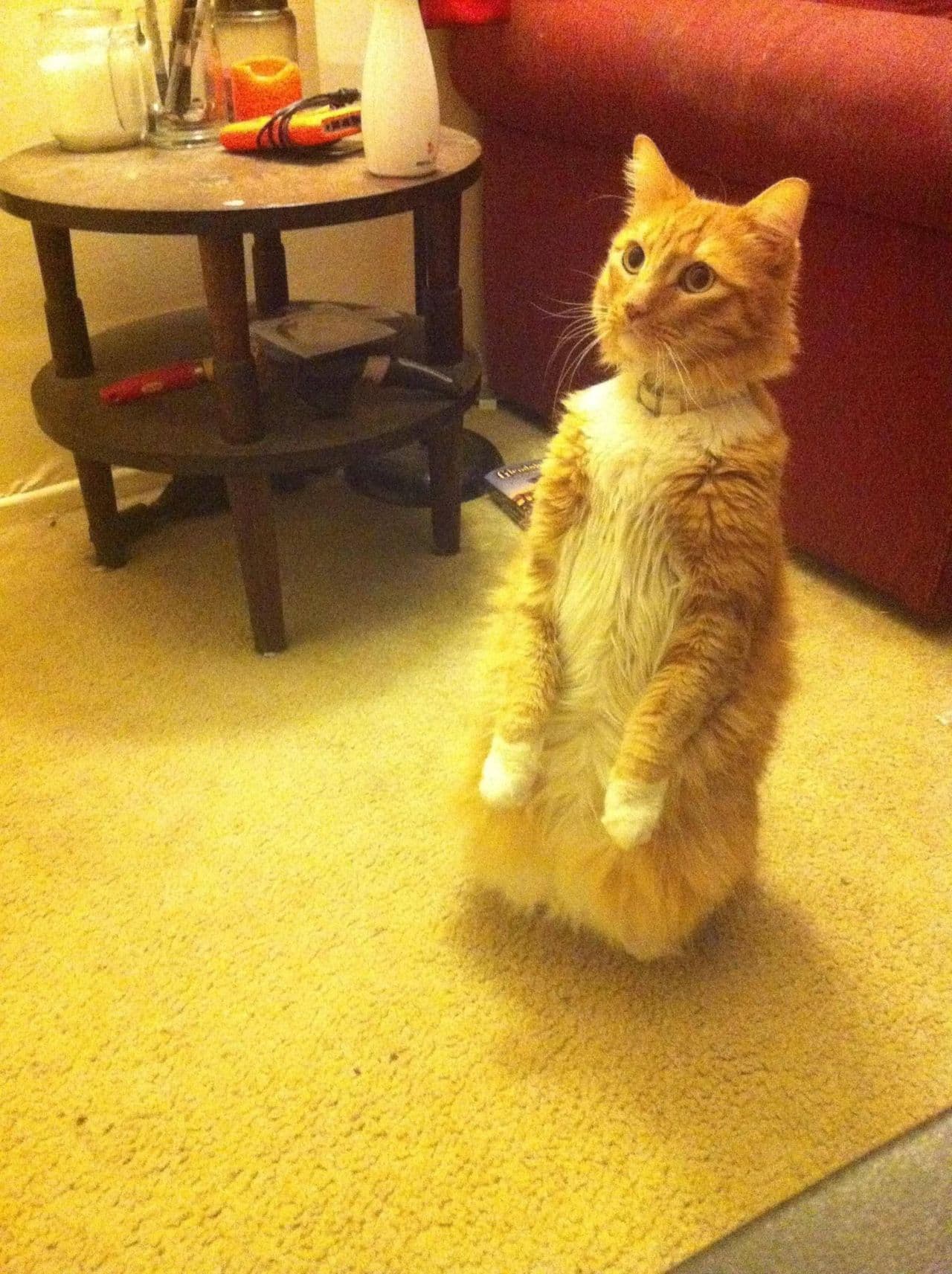 Cat image