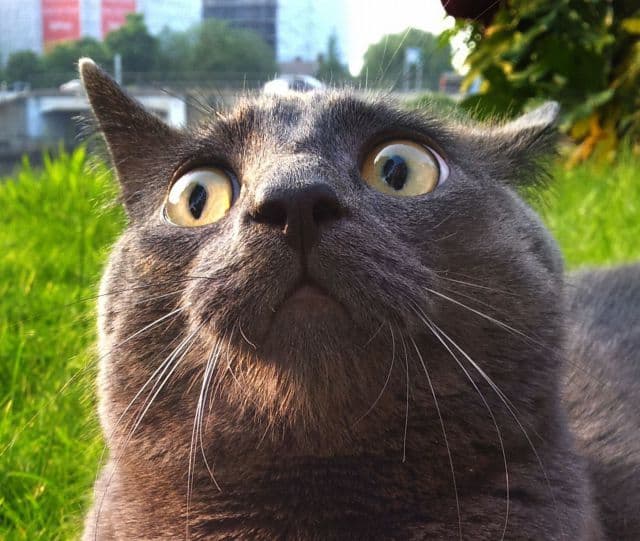 Cat image