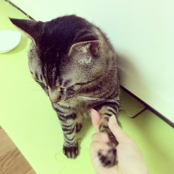 Cat image