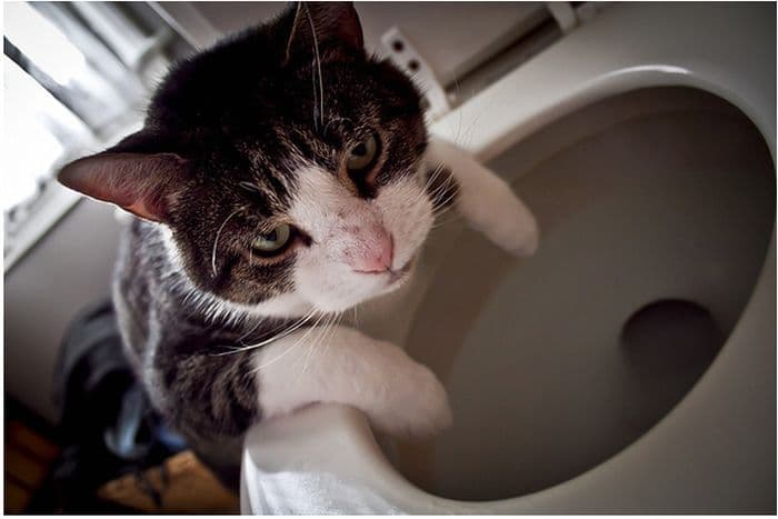 Cat image