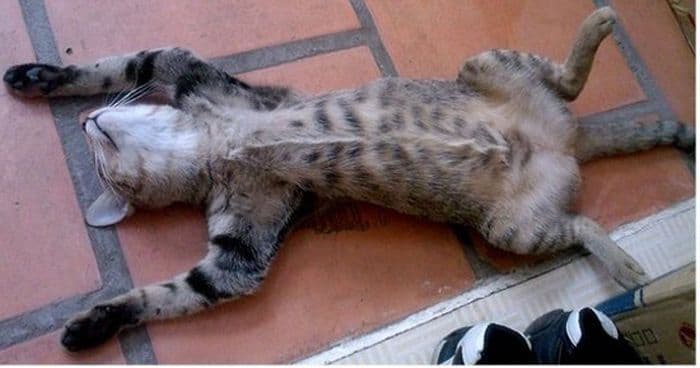 Cat image