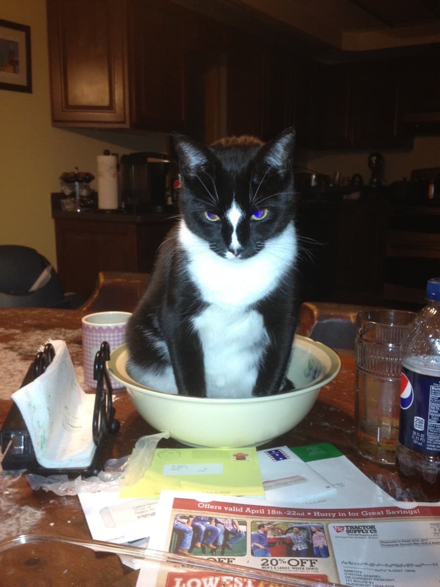 Cat image