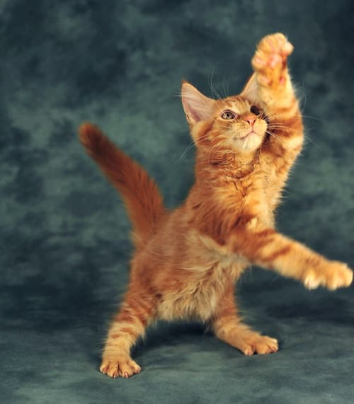 Cat image
