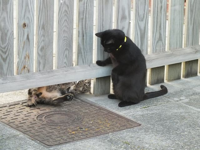Cat image
